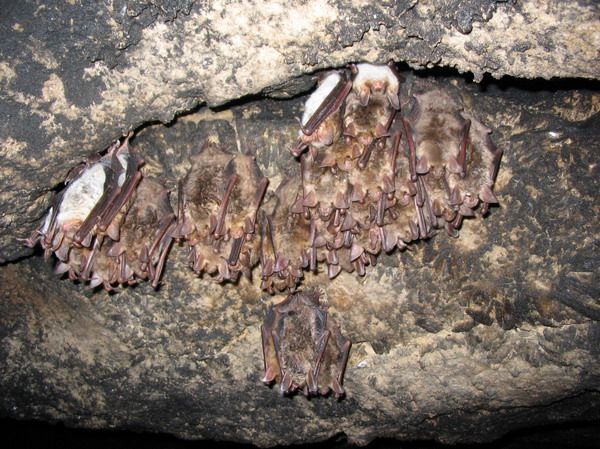печера, веретба, музей, verteba, екскурсії, спелео, пещера, экскурсии, cave, atlantida, speleo