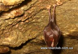 летучая мышь в пещере