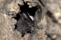 летучая мышь в Угрынской пещере