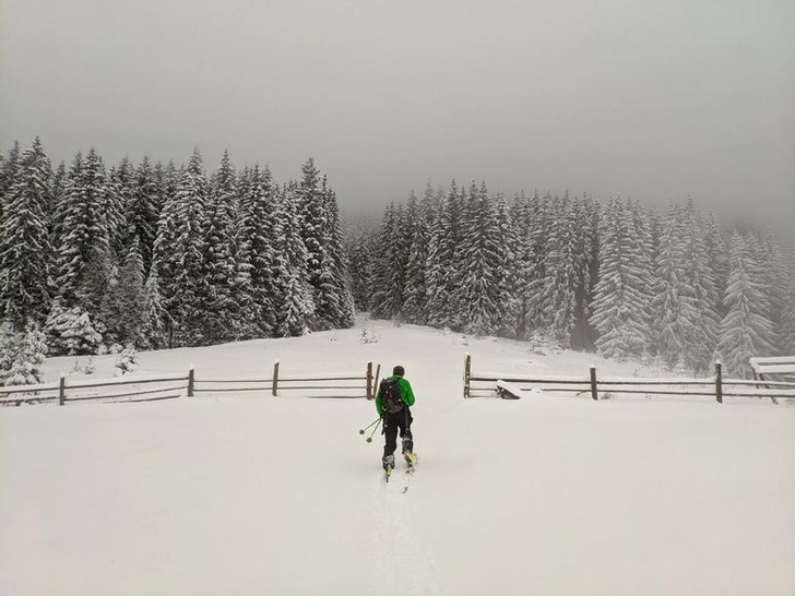 Skitour between snow-covered spruces