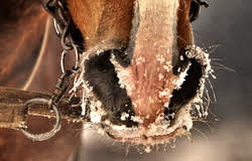 Horseback riding tour