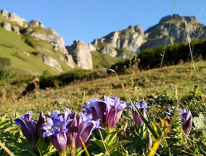 Caucasus