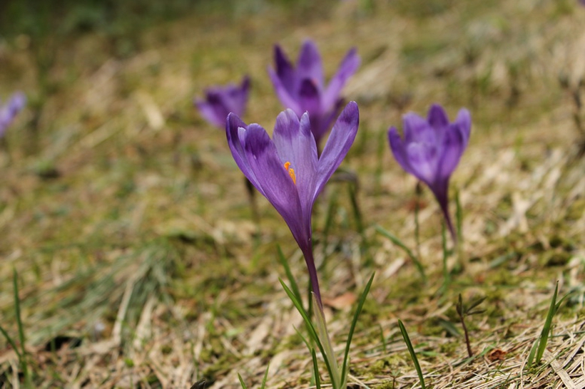 Crocuses in the Carpathians