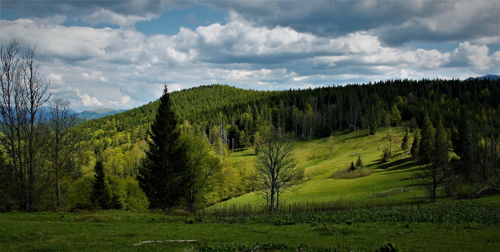 Похід в Карпати (Горгани)_464