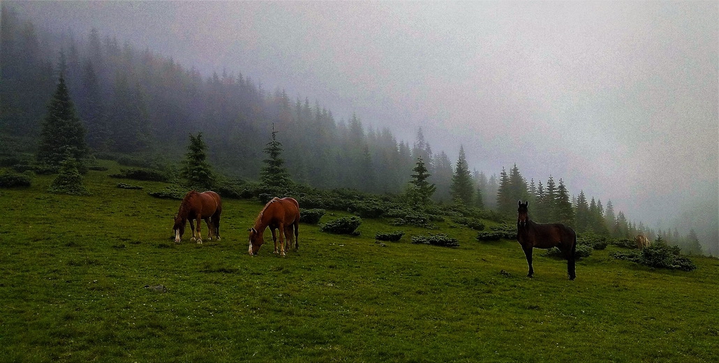 Похід в Карпати (Горгани)_460