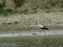 fauna of the Dniester river